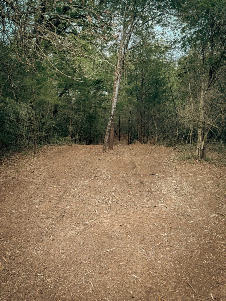 Cleared understory with the good trees left standing, Brazos Valley, TX