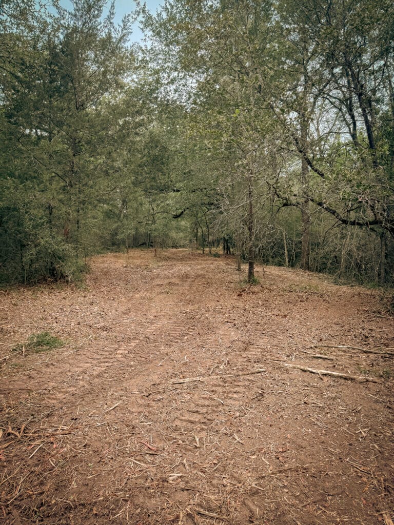 Mulched corridor cut through standing timber with fresh equipment tracks, Navasota, TX