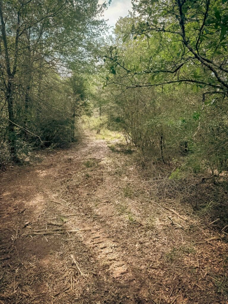 Freshly mulched trail corridor winding through the woods, Brazos Valley, TX