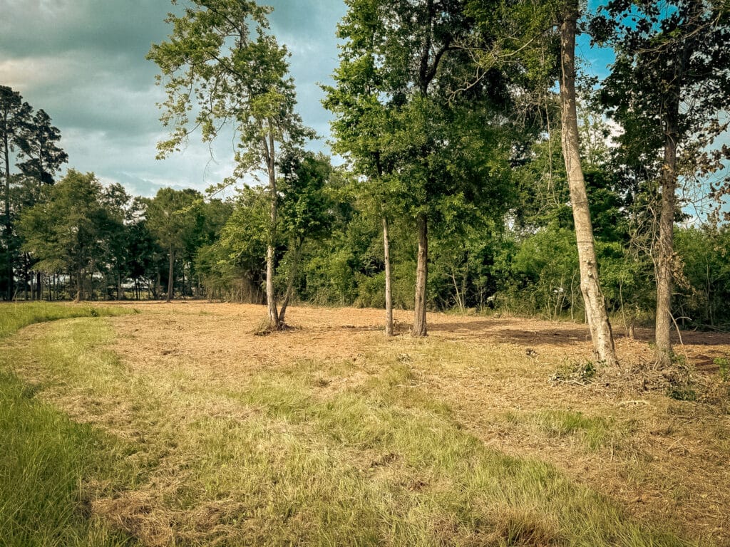 The same pasture edge cleared to bare ground with mature trees left standing, Brazos Valley, TX
