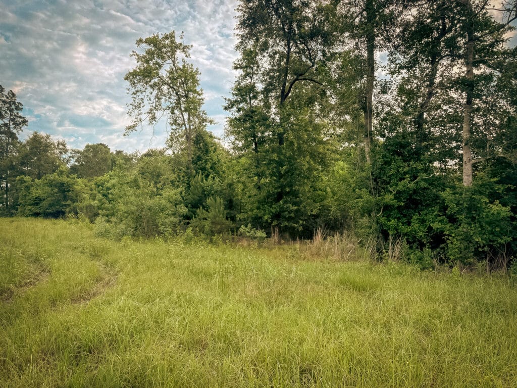 Overgrown pasture edge with dense understory before forestry mulching, Brazos Valley, TX