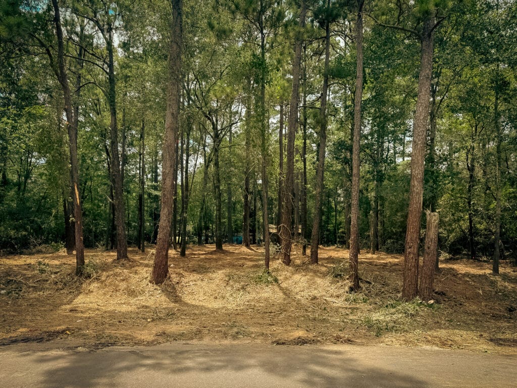 The same roadside pine stand with the understory cleared out, Navasota, TX