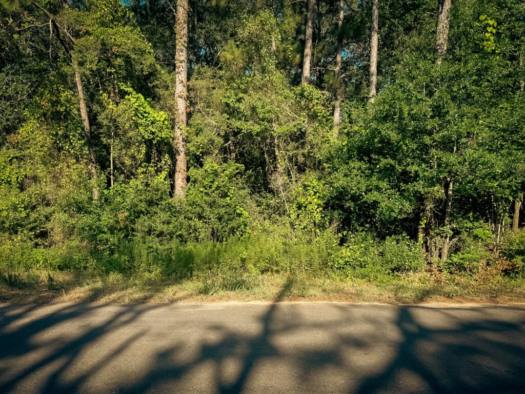 Dense understory crowding a roadside pine stand before mulching, Navasota, TX