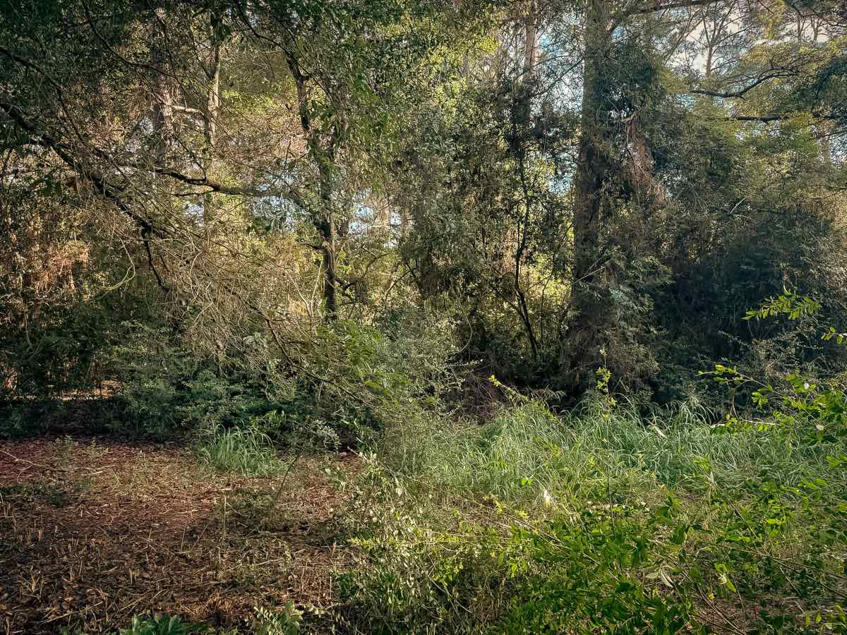 Dense overgrown brush and vines choking the ground beneath mature trees, with freshly mulched ground at the left edge