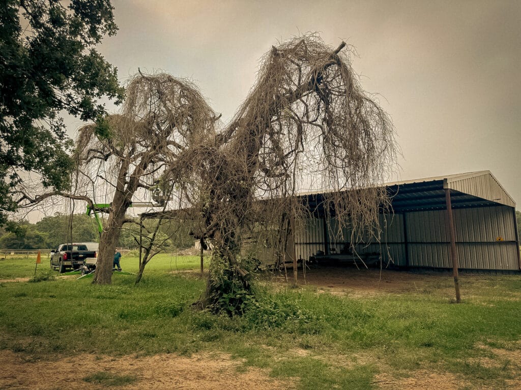 Dead tree standing beside the barn before removal, with the lift on site, Brazos Valley, TX