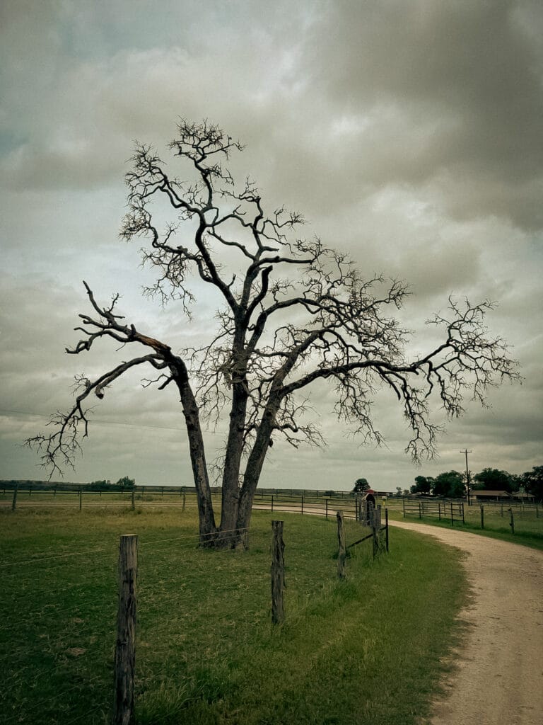 Large dead oak standing along a fence line before tree removal, Brazos Valley, TX