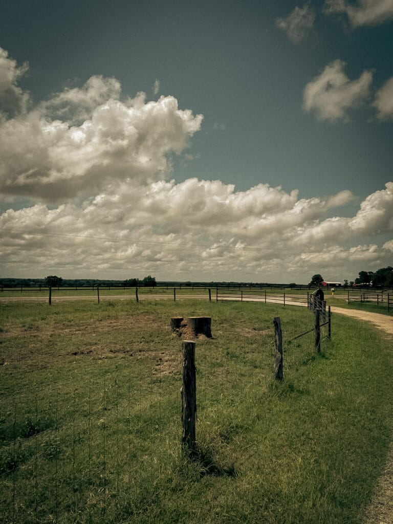 Fence line with fresh-cut stumps after tree removal, Navasota, TX