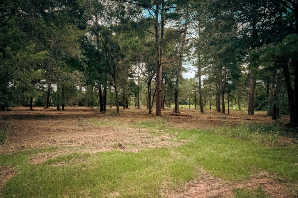 The same pine stand after mulching, with a smooth mulched floor, grass returning and mature trees left standing