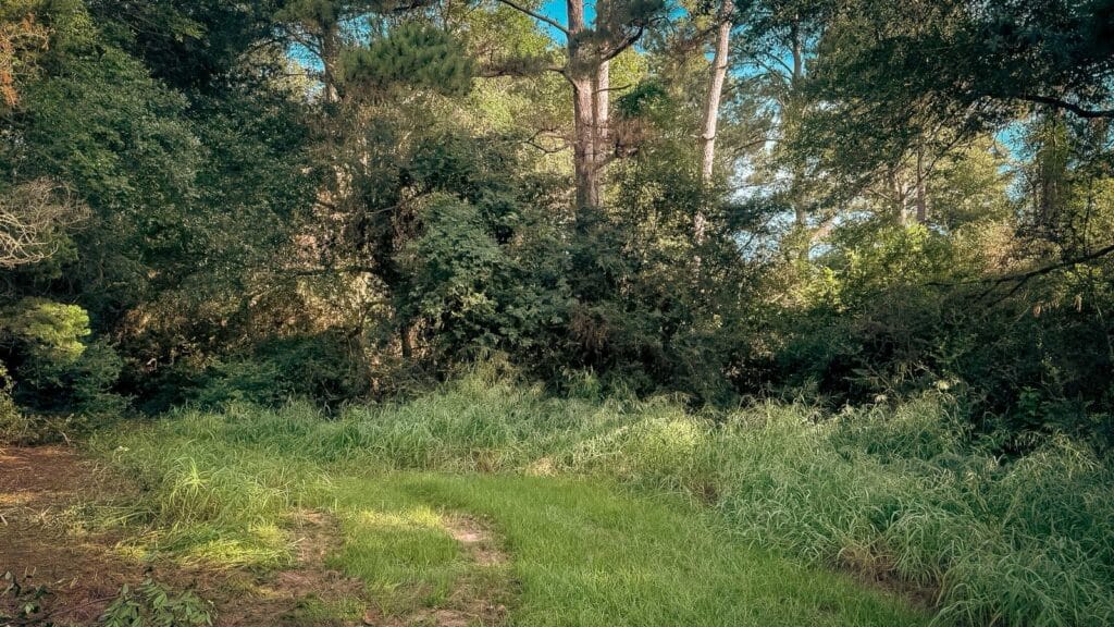 Overgrown pine stand before mulching, with heavy brush and tall grass choking the ground beneath the trees