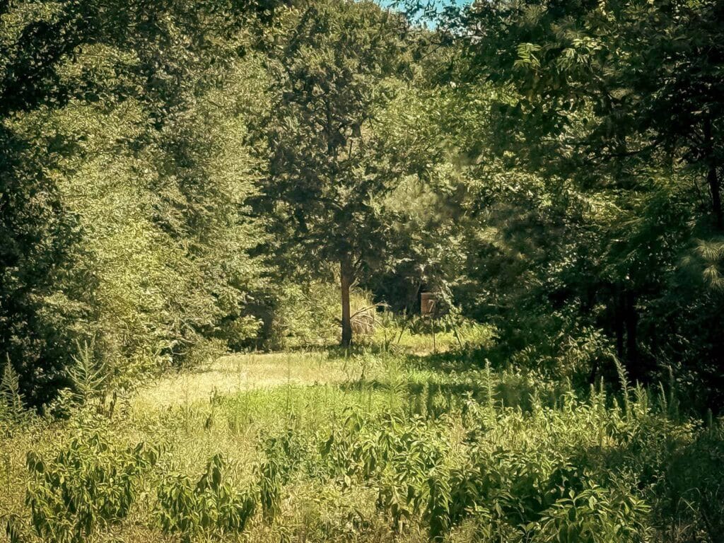 Overgrown clearing with a deer blind in the trees before clearing a hunting lane, Brazos Valley, TX