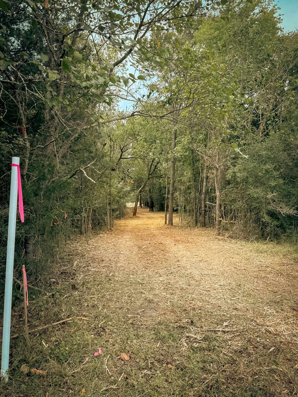 The same flagged stake with a mulched corridor cut through the trees behind it, Brazos Valley, TX