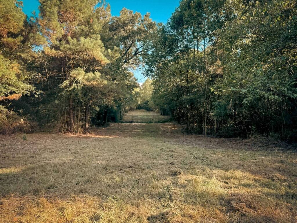 The same opening cleared to a wide hunting lane between the trees, Brazos Valley, TX
