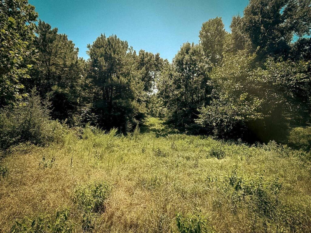 Tall grass and brush in an opening between pines before clearing a hunting lane, Brazos Valley, TX