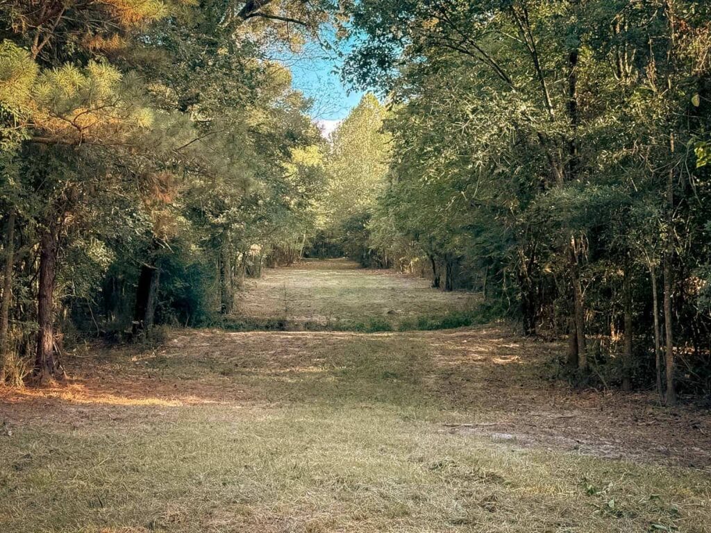 The same hunting lane cleared into a long open lane between the trees, Brazos Valley, TX