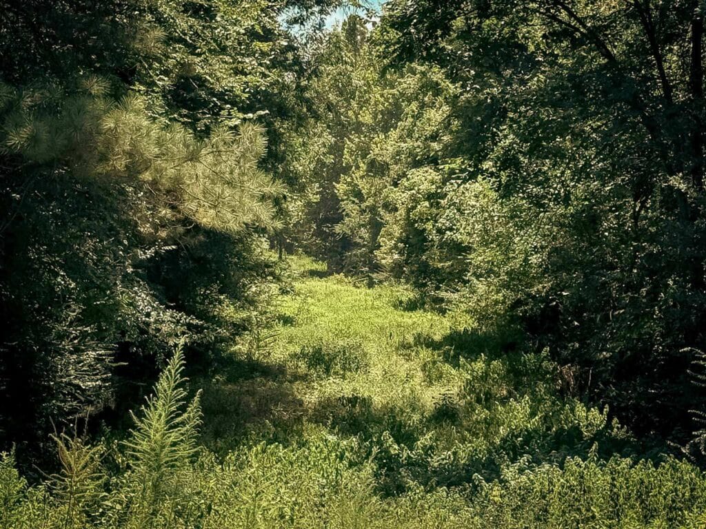 Hunting lane choked with brush along a pine edge before clearing, Brazos Valley, TX