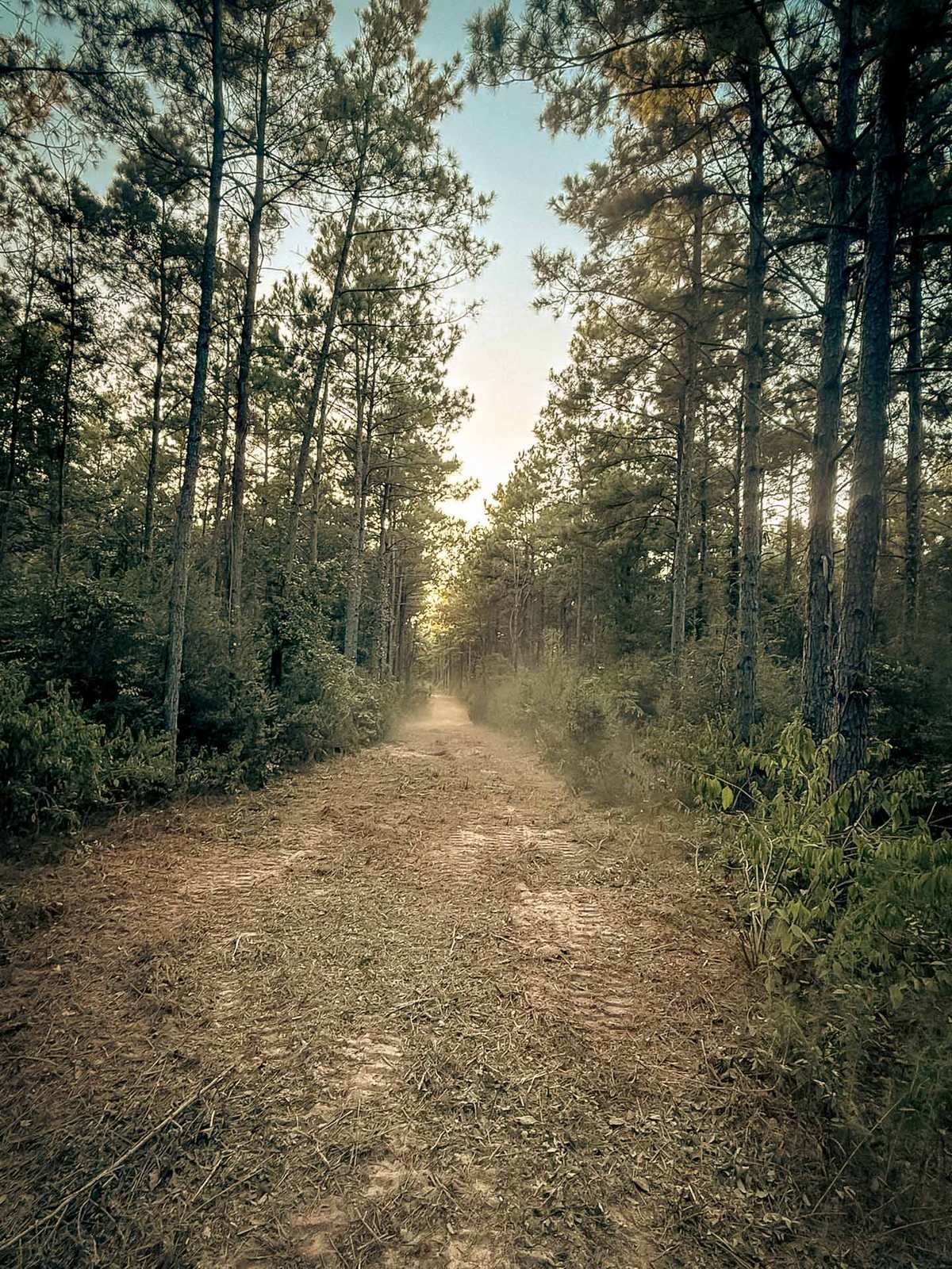 The same fire lane through the pines cleared to mulched ground, Brazos Valley, TX