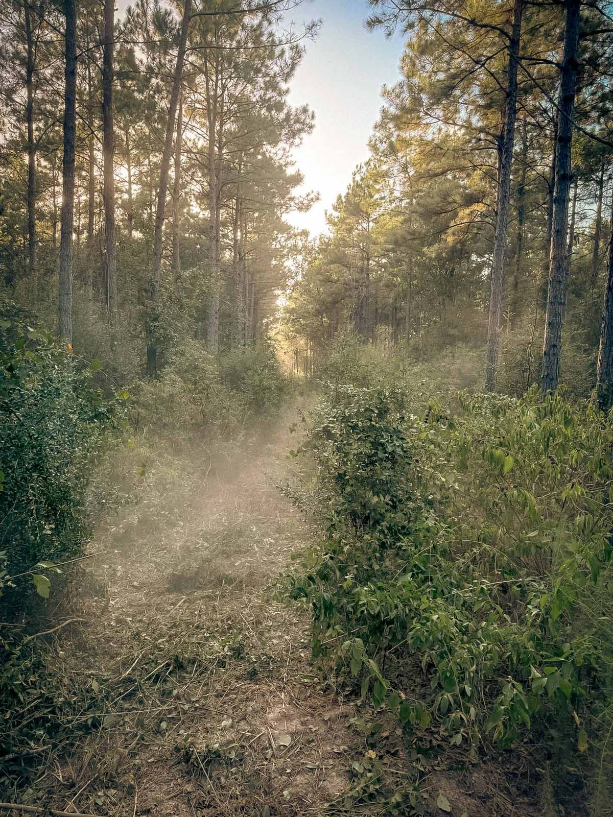 Mulch dust hanging over a half-cleared fire lane in a pine stand during clearing, Brazos Valley, TX