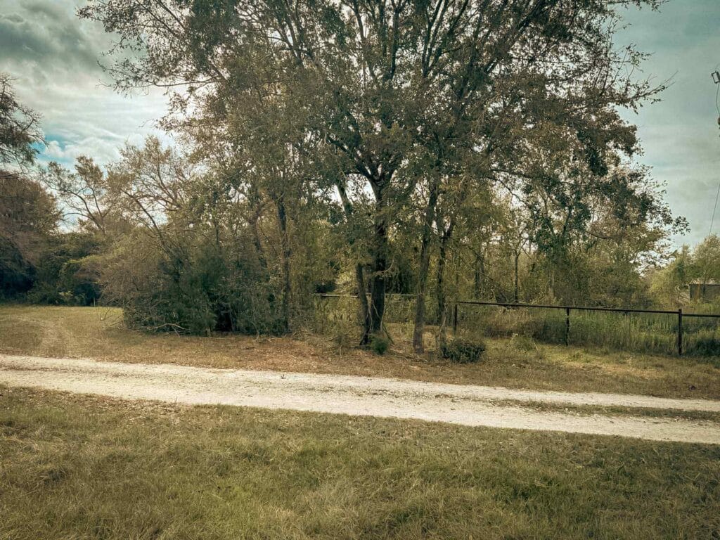 Dense brush under the oaks beside a gravel drive before forestry mulching, Brazos Valley, TX